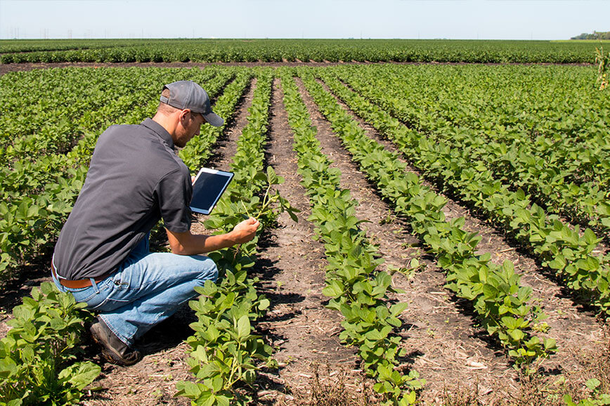 Man Observing Crops